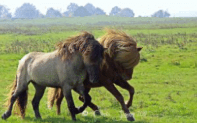 Micromanagement